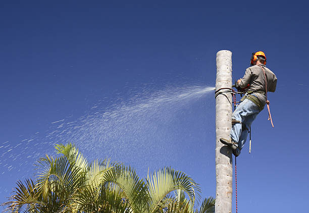 Best Root Management and Removal  in Ramsey, NJ