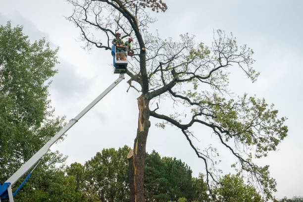 Best Tree Planting  in Ramsey, NJ