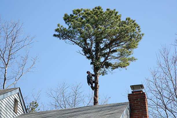 Best Hazardous Tree Removal  in Ramsey, NJ